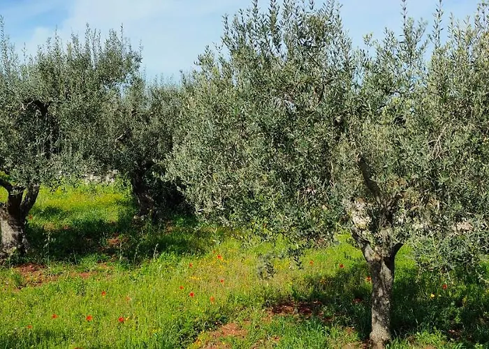 펜션 Antico Trullo Immerso Nella Campagna 알베르벨로